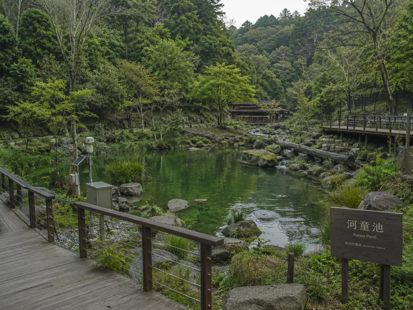 森林、苔むした岩、木製観察デッキに囲まれた河童池